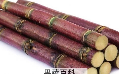 吃甘蔗的禁忌人群 吃甘蔗的禁忌 哪些人不能吃甘蔗呢