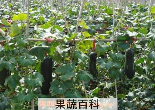 冬瓜的种植方法和时间
