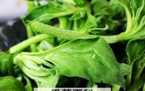 冰草怎么种植 冰草的种植方法教程图片 冰草怎么种植 冰草的种植方法教程视频