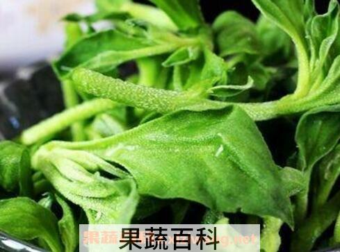 冰草怎么种植 冰草的种植方法