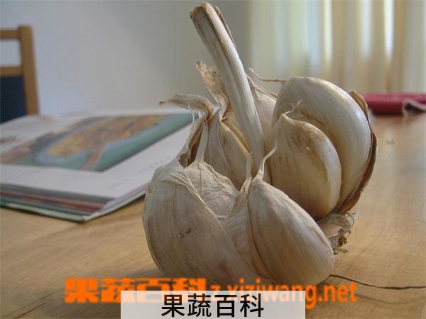 果蔬百科蒜头