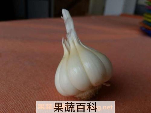 蒜头