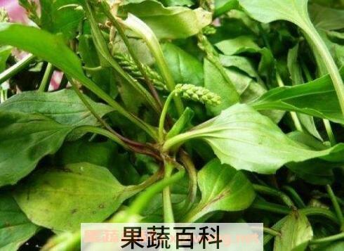 猪耳朵菜的营养价值与药用功效