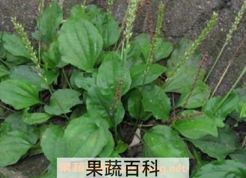 猪耳朵菜的营养价值与药用功效
