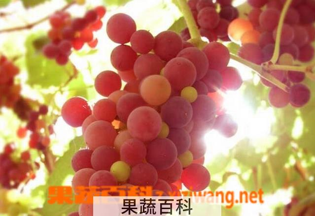 果蔬百科吃葡萄的坏处