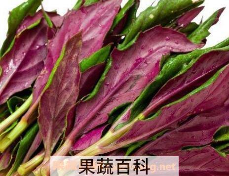 雪皮菜的营养价值