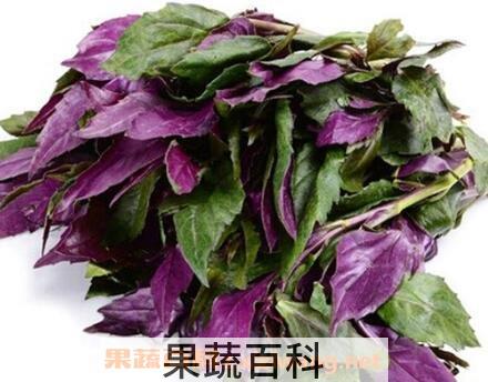 雪皮菜的营养价值