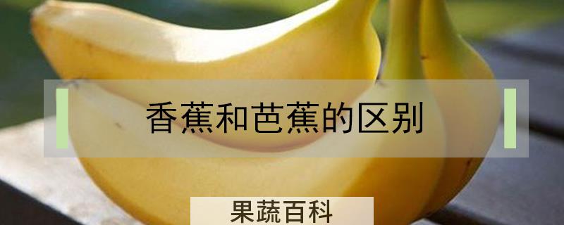 香蕉和芭蕉的区别