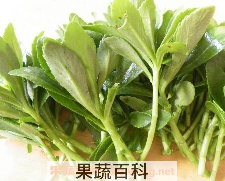养心菜的营养价值