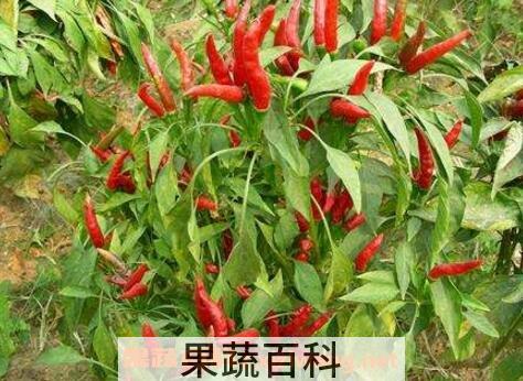 6月适合种植什么蔬菜