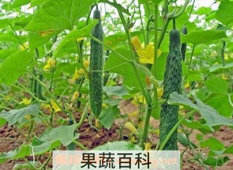 6月适合种植什么蔬菜
