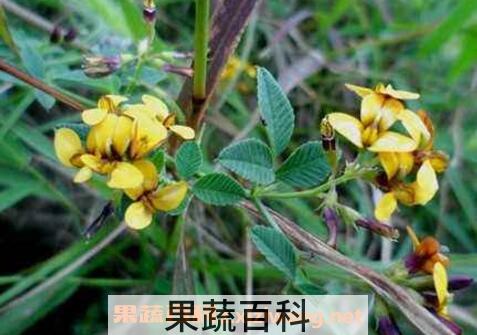 圆叶野扁豆怎么吃