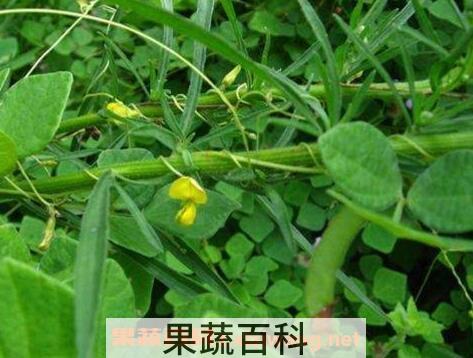 圆叶野扁豆怎么吃