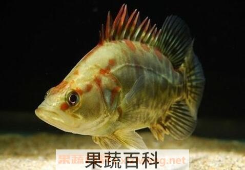 桂花鱼的养殖方法和注意事项