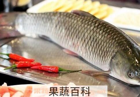 草鱼鱼油怎么吃 草鱼鱼油的功效与作用
