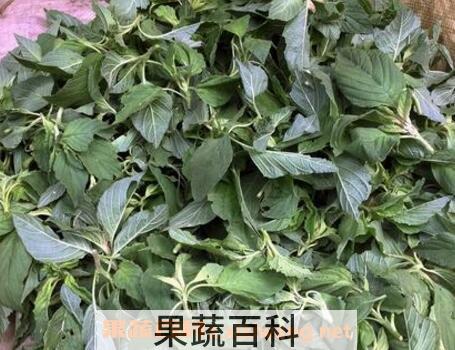云星菜的营养价值