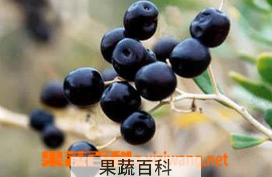 果蔬百科东北野生黑枸杞辨别方法