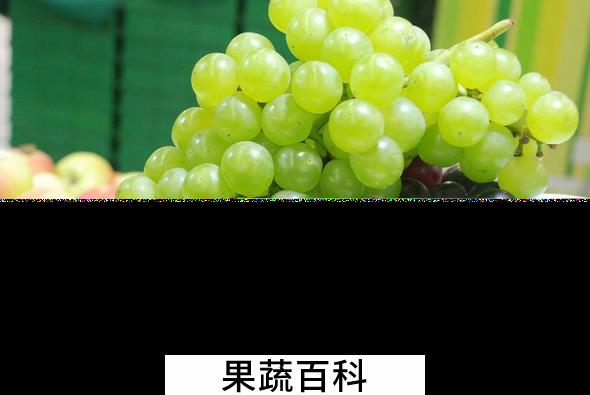 果蔬百科常见葡萄的营养价值
