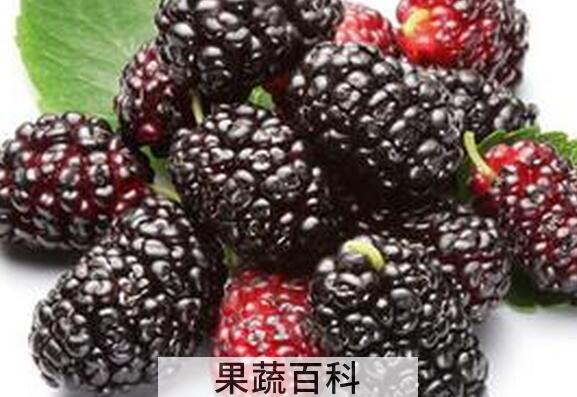 果蔬百科桑葚的药用功效与作用