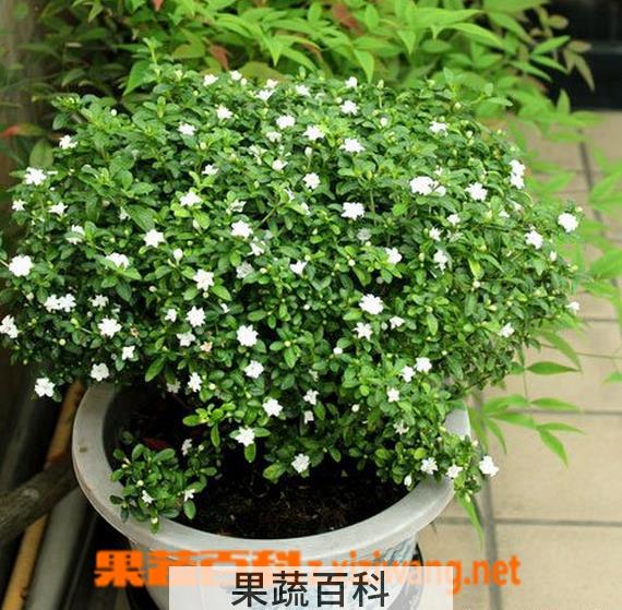 果蔬百科六月雪的养殖方法