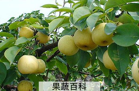 果蔬百科秋季吃什么水果最养生