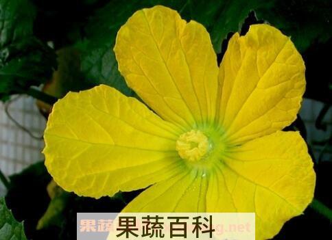 冬瓜花的功效与作用