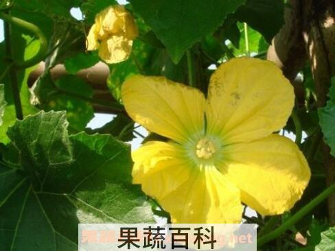 冬瓜花的功效与作用