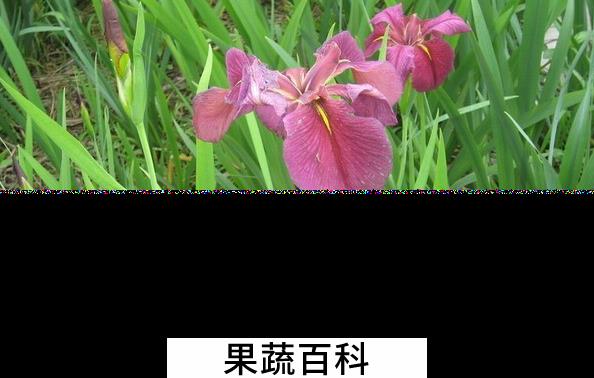 果蔬百科白菖的功效与作用
