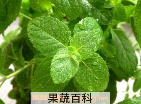 薄荷叶怎么吃 新鲜薄荷叶的食用方法