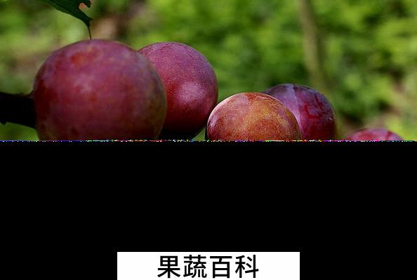 果蔬百科李子的营养价值与功效