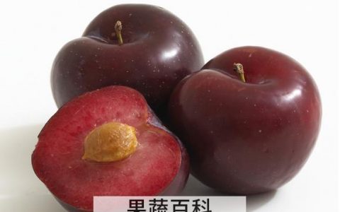 孕妇能吃李子吗对胎儿有影响吗 孕妇吃李子可以吗?