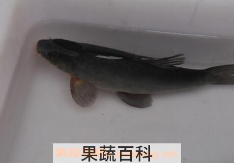 花鲢鱼如何养 花鲢鱼的最佳养殖方法