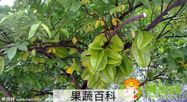 杨桃树几年结果，杨桃树可以种家里吗