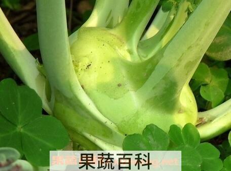  芥兰头怎样腌制