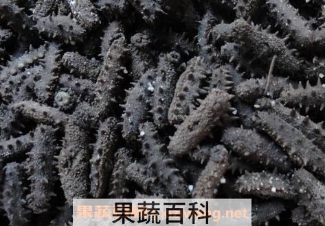 盐渍海参如何保存