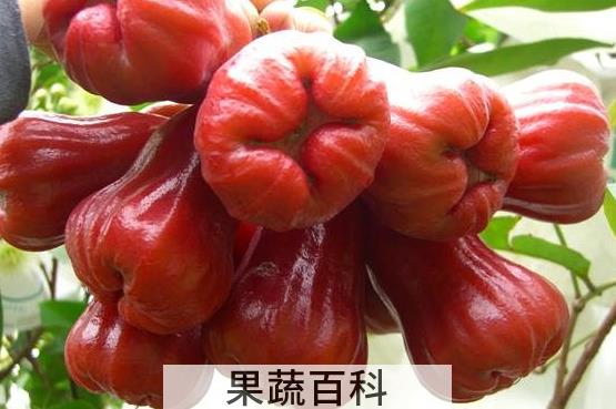 果蔬百科水蒲桃的功效与作用