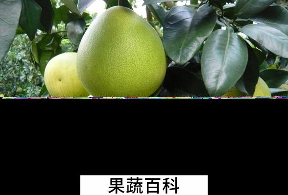 果蔬百科蜜柚的营养价值与功效