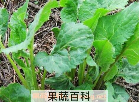 大耳朵菜的功效与作用