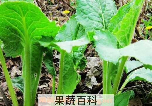 大耳朵菜的功效与作用