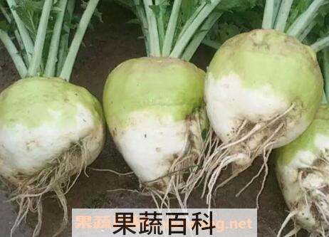 怎样土法腌制辣菜疙瘩