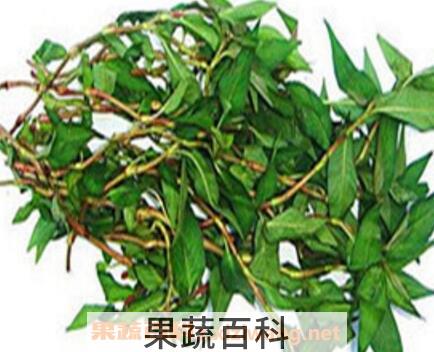 香柳菜的功效与作用