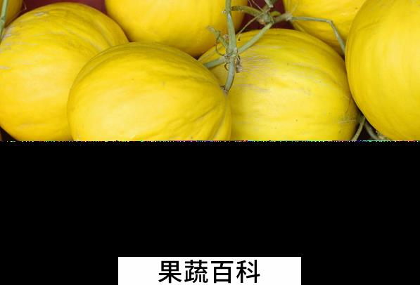 果蔬百科香瓜的功效与作用