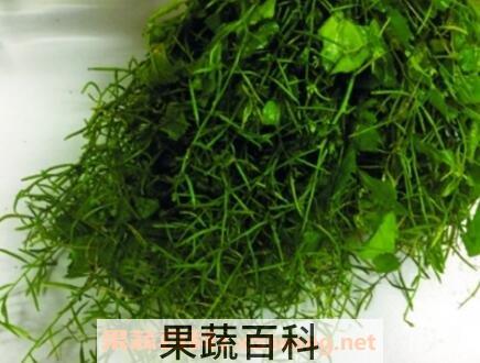野葛菜的作用与功效