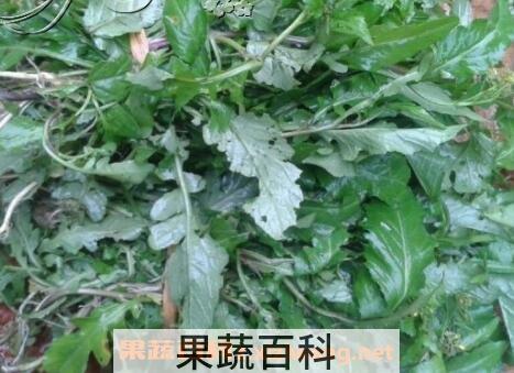 野葛菜的作用与功效