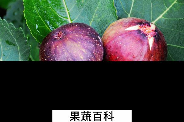 果蔬百科吃无花果的好处有哪些