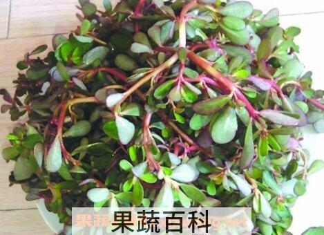 蚂蚱菜的功效与作用