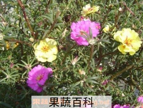 蚂蚱菜的功效与作用