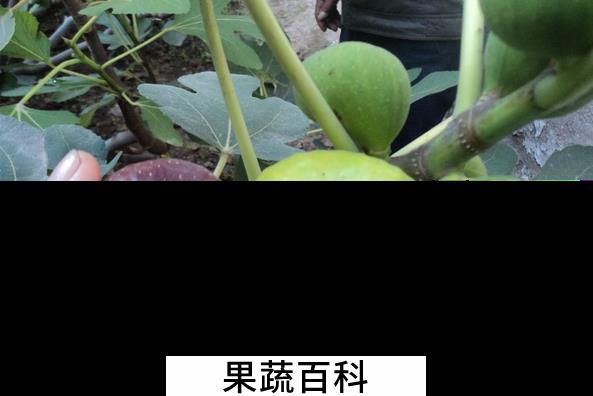 果蔬百科无花果治痔疮
