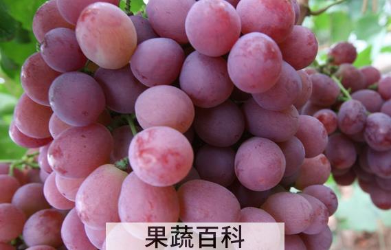 果蔬百科葡萄的食用禁忌