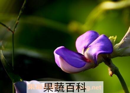 豇豆花的作用与功效